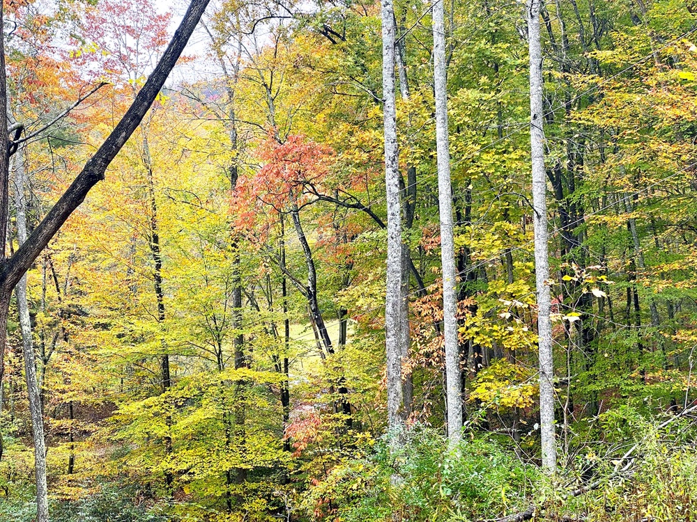 Fall Foliage