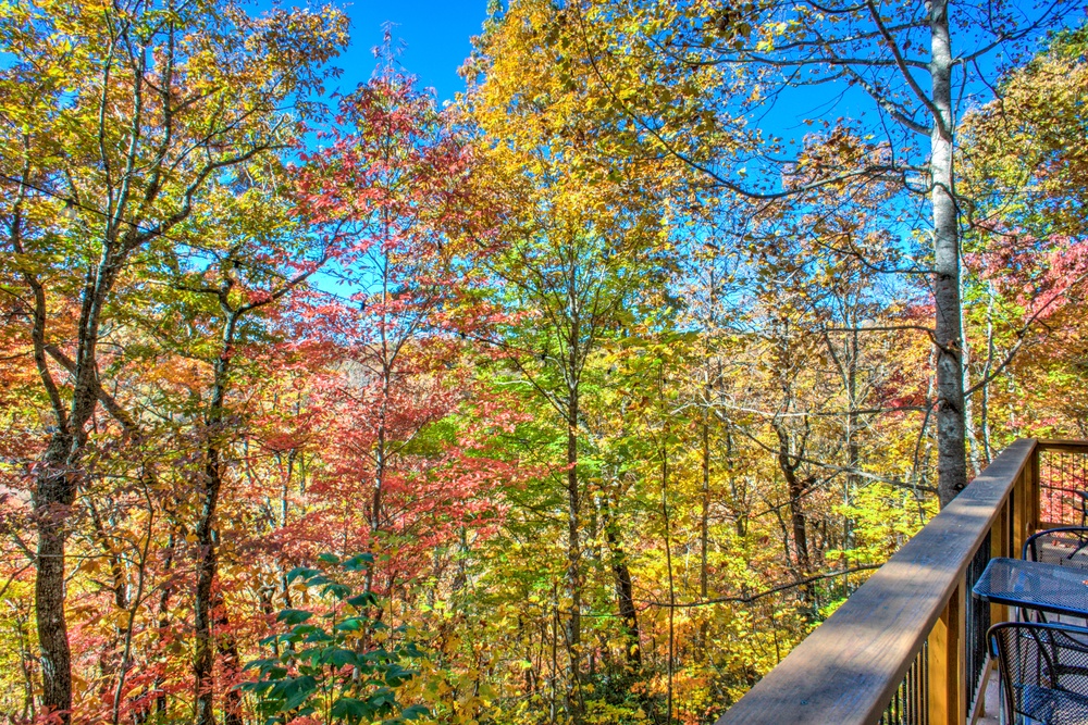 Fall Foliage