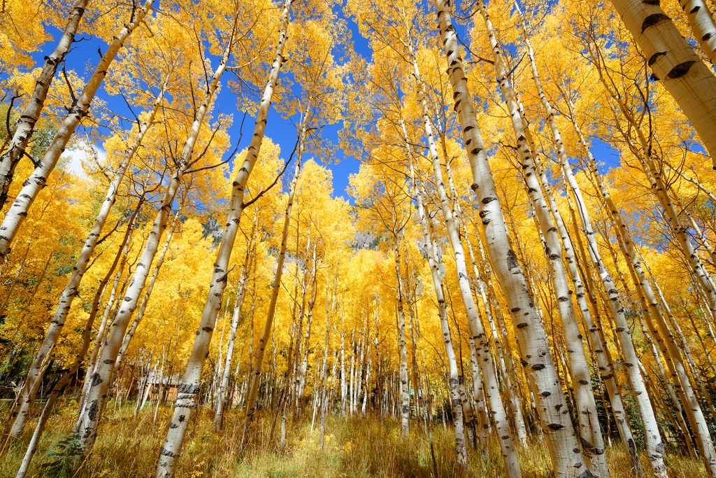 A stunning grove of aspen trees displaying brilliant golden autumn foliage against a vibrant blue sky marks the surrounding natural landscape near the property.