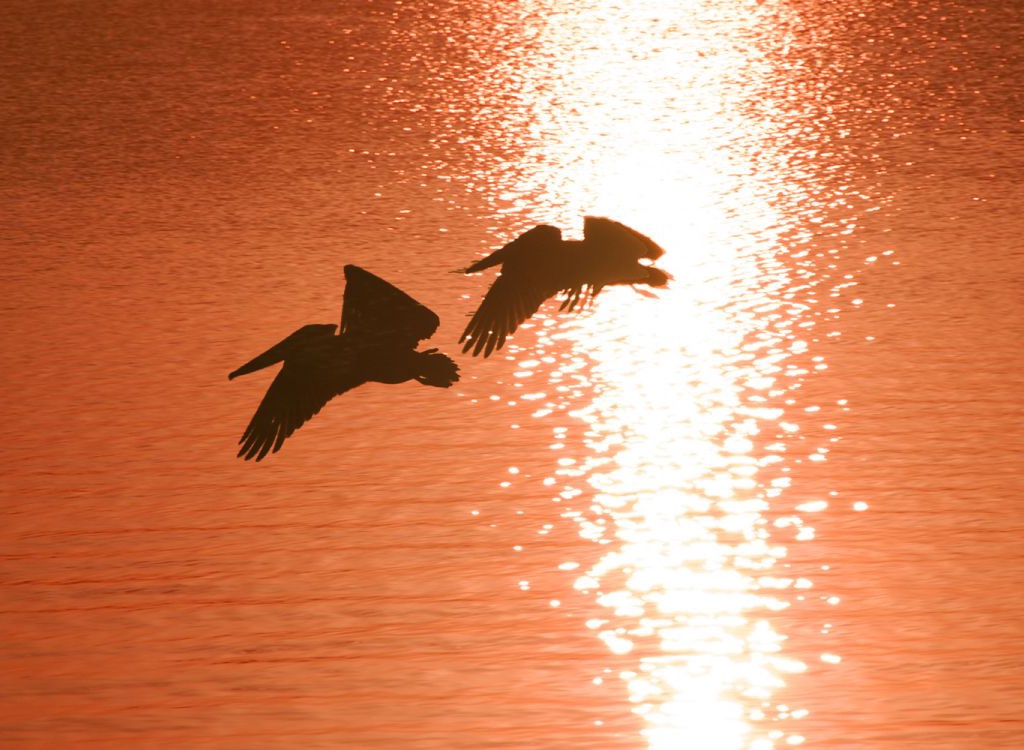 Wildlife Views
