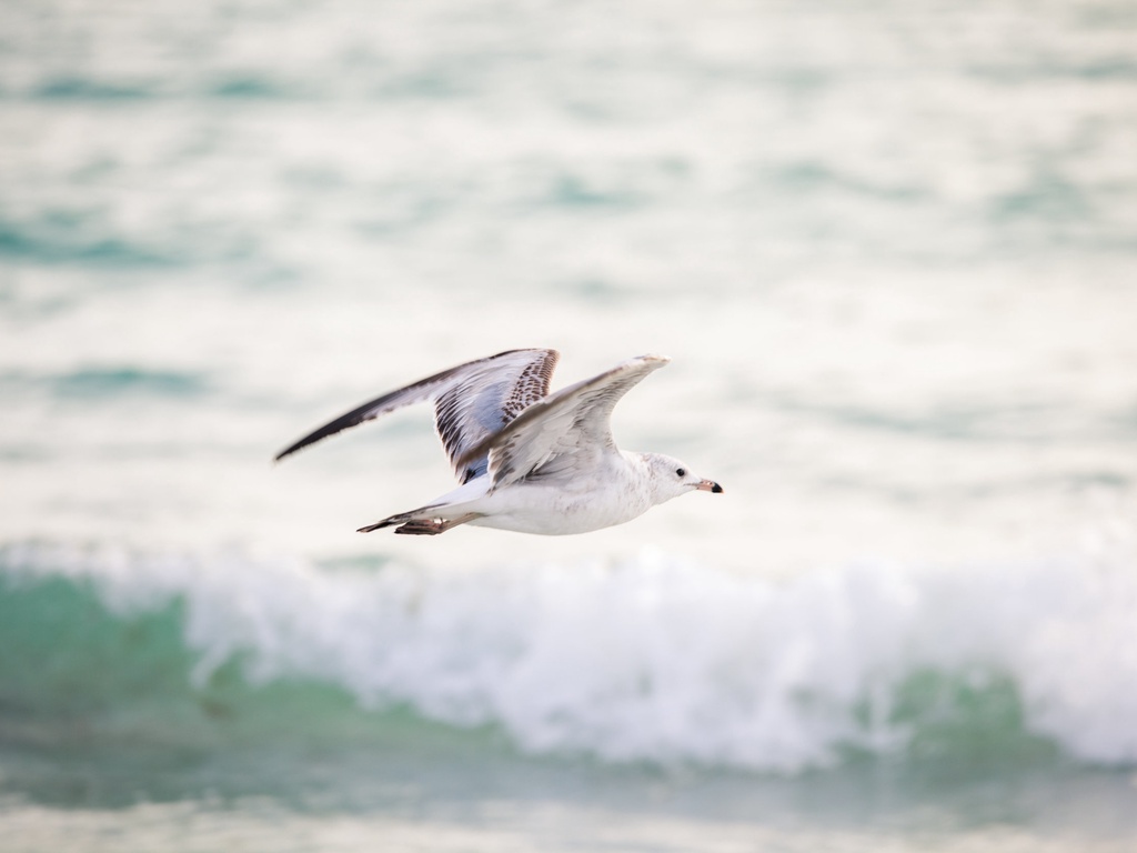 The Shaded Sanctuary - Siesta Key Luxury Rental Properties