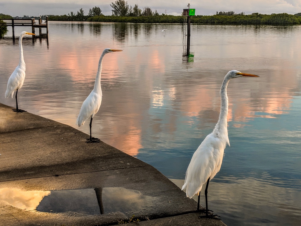 Three elegant herons grace the peaceful waterfront, creating a serene natural backdrop near the property with stunning reflective waters.