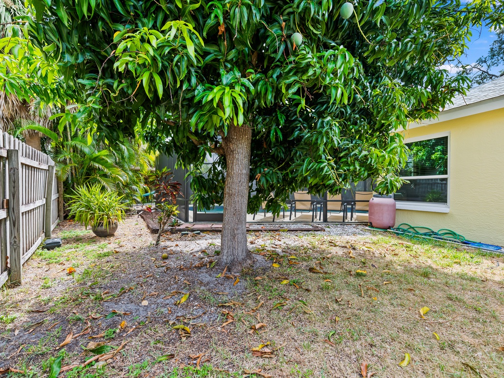 Mango Tree