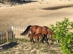 Wild Horses in Yard