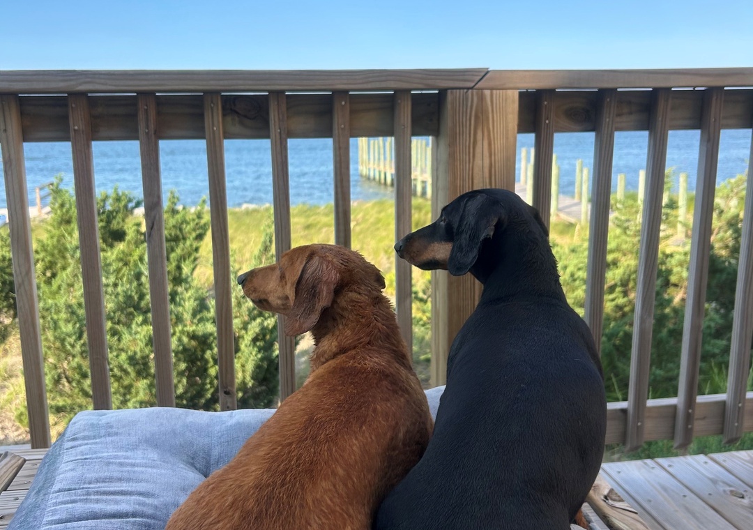 Dogs love the view too