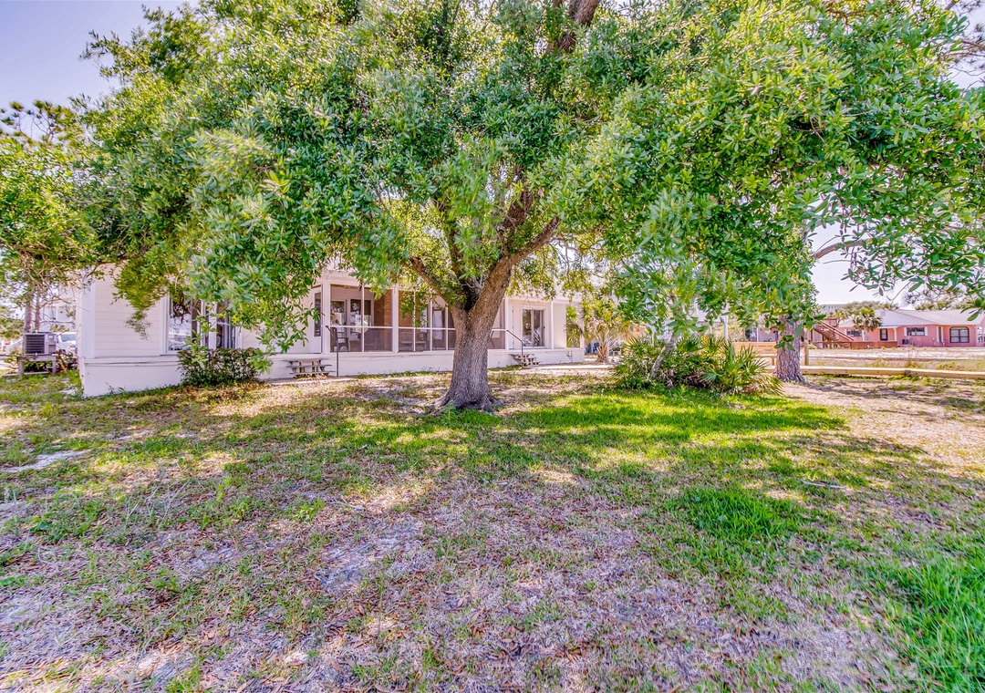 Tobin House Big Tree in Back Yard