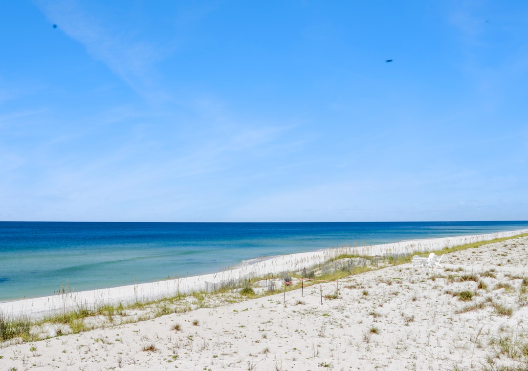 Turtles Nest on the Beach
