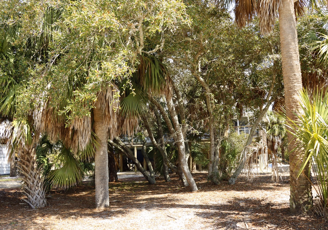 Natural Vegetation in Front Yard