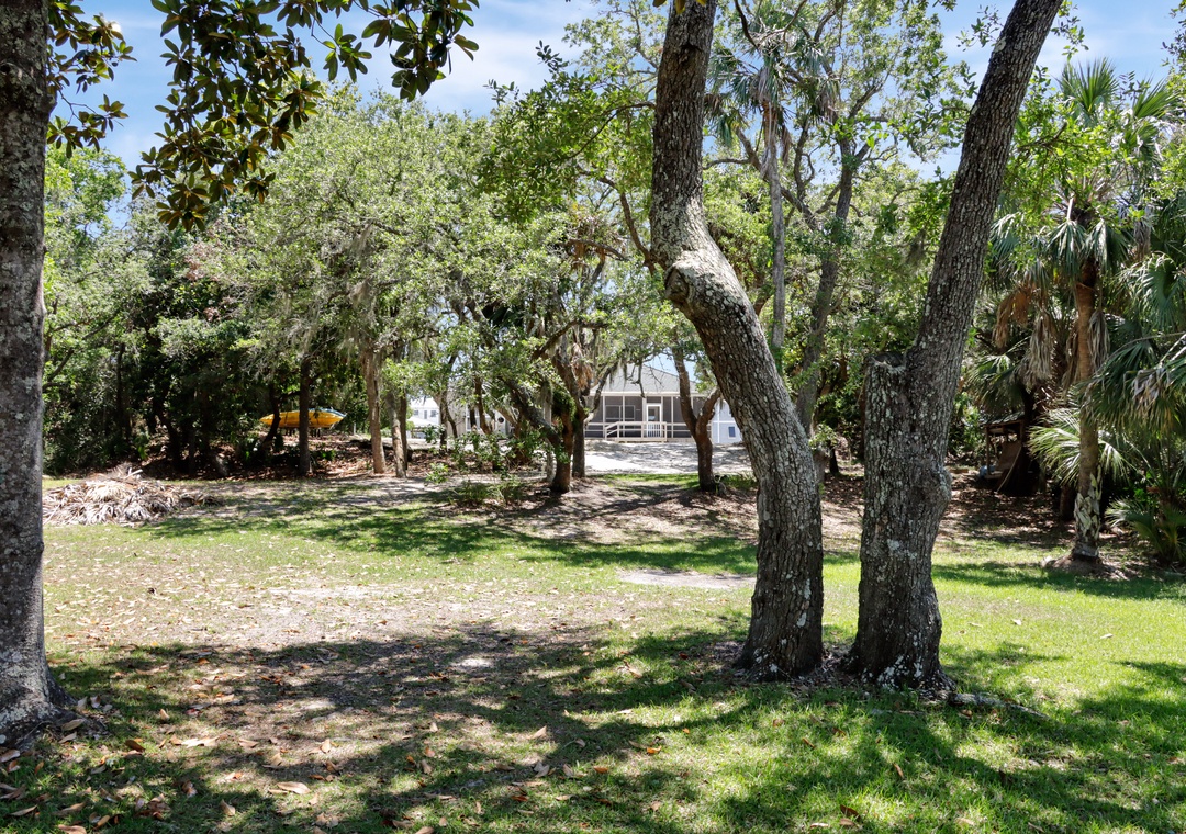 Shady Backyard