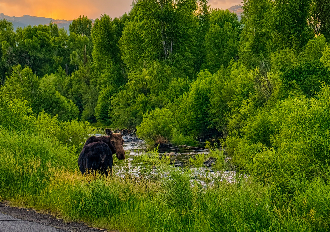 Amazing wildlife in the Rockies!