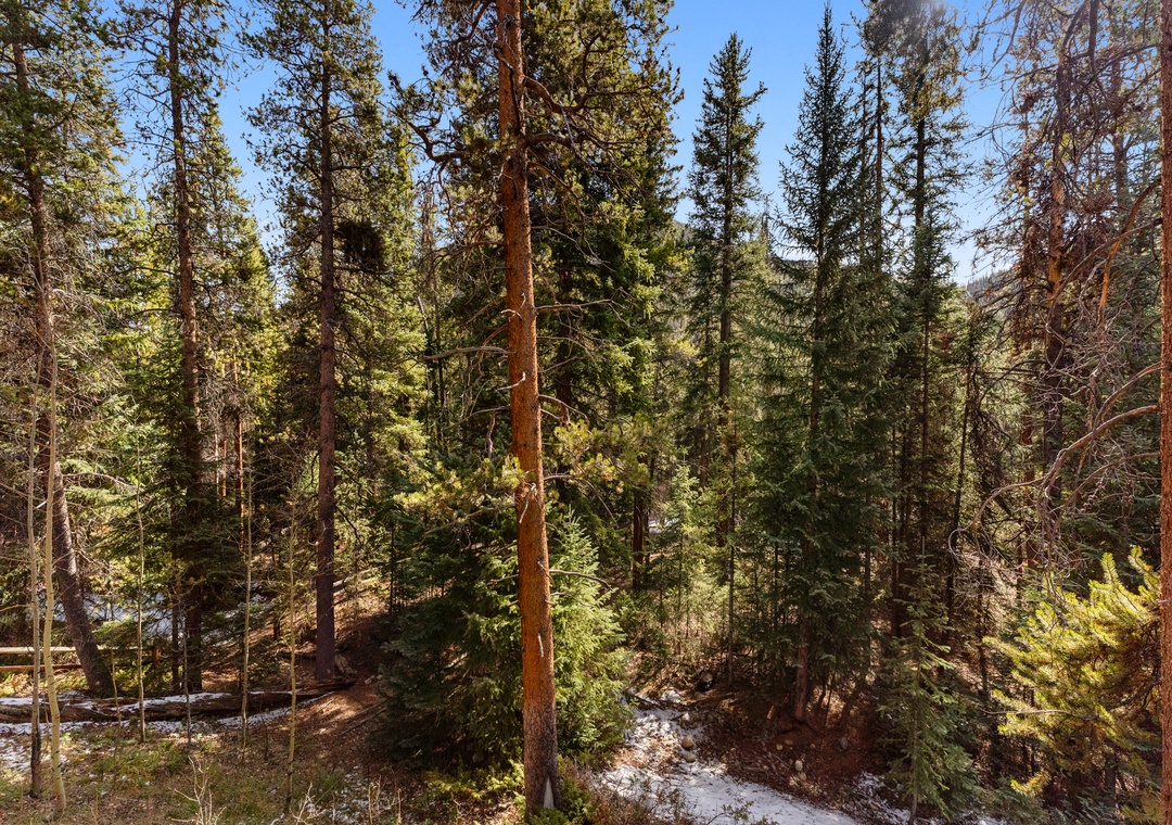 Towering evergreens and pristine wilderness create a stunning forest backdrop for your mountain retreat escape.