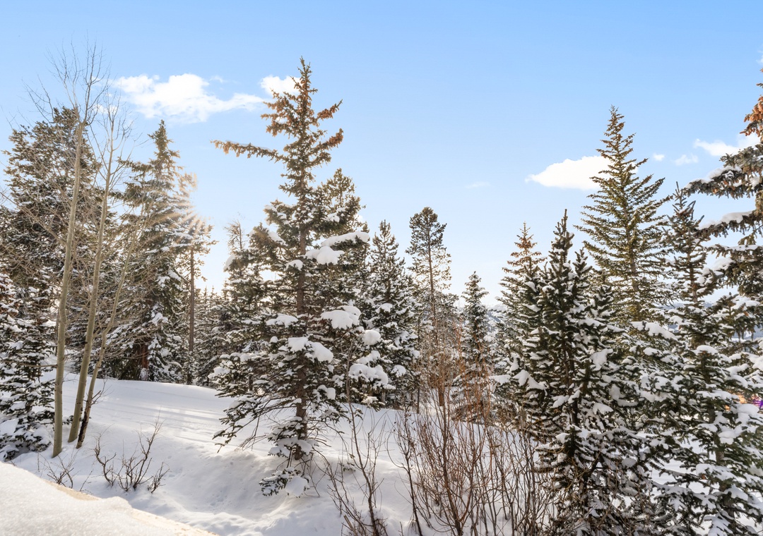 Snow-dusted evergreens create a pristine winter wonderland landscape surrounding the property area.