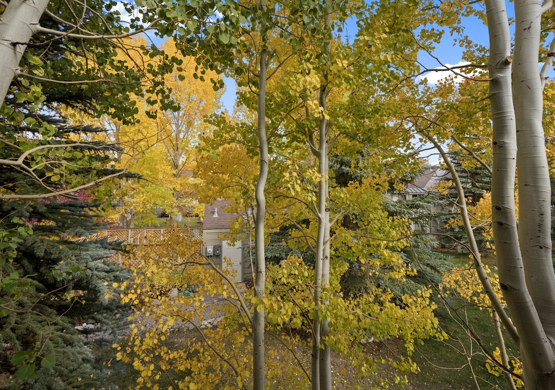 Golden aspen trees create a stunning autumn canopy in this peaceful residential neighborhood setting.