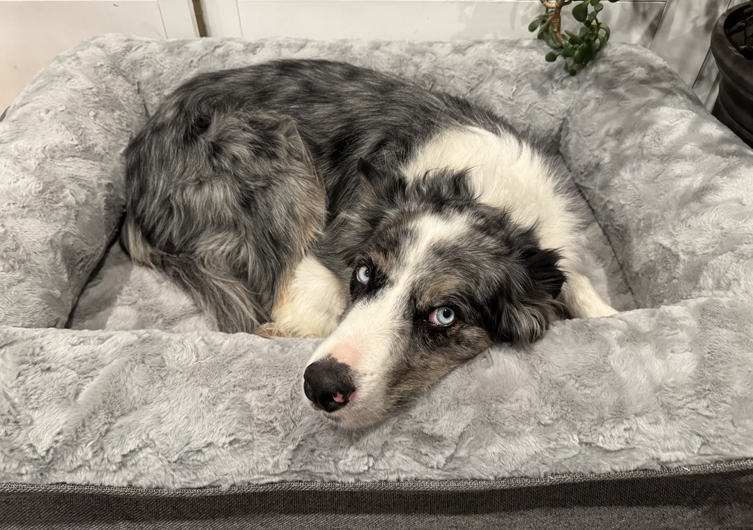 Your furry host is already claiming the best spot on the cozy sofa, ready to welcome you home with those stunning blue eyes.