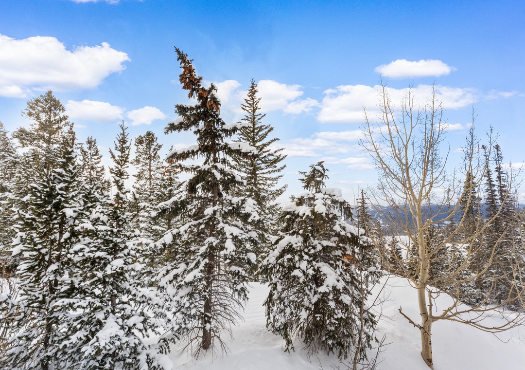 Snow-covered forest landscape with evergreen and deciduous trees under a bright blue winter sky with white clouds.