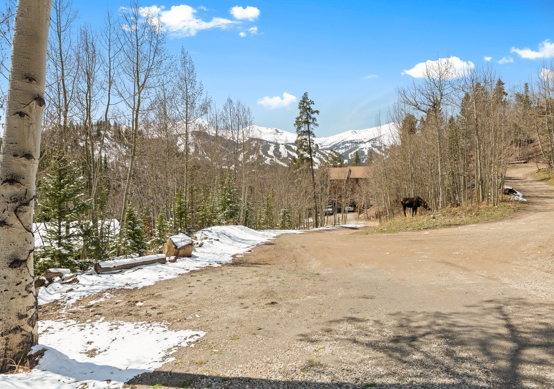 A quiet dirt road winds through aspen groves toward snow-capped mountain peaks, offering a peaceful mountain setting near the property.