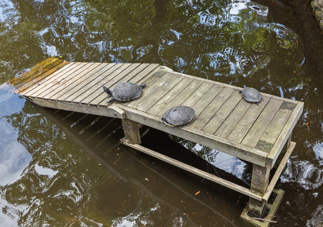 Turtles!