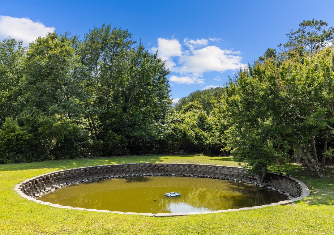 Turtle Pond in Back Yard