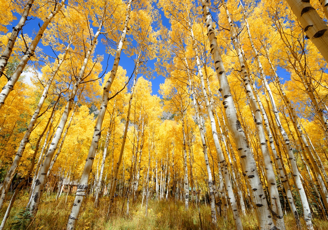 A stunning grove of aspen trees displaying brilliant golden autumn foliage against a vibrant blue sky marks the surrounding natural landscape near the property.