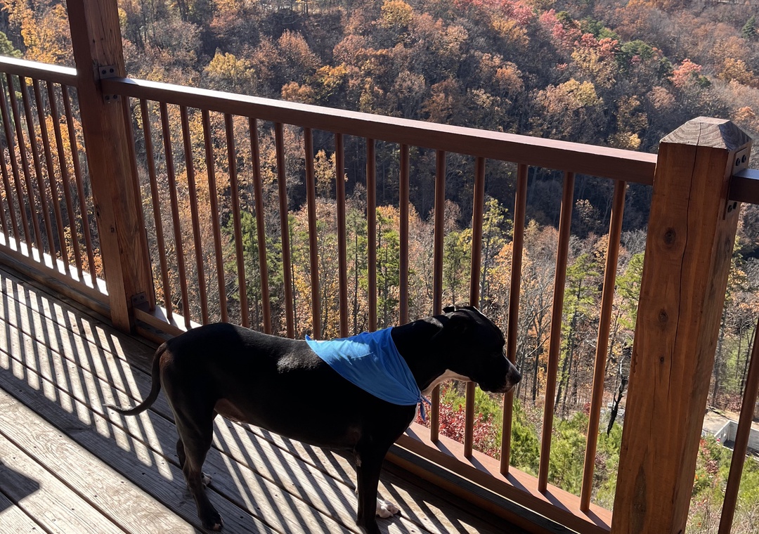Hidden Heaven - Pet Friendly