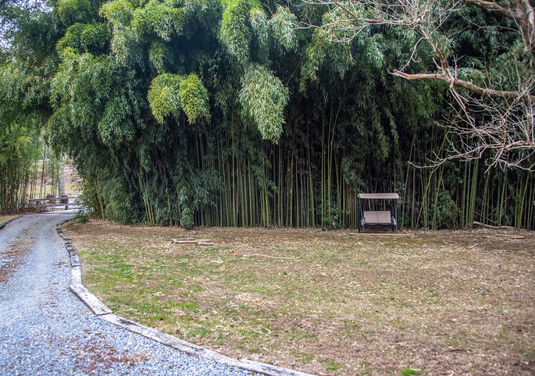 Peaceful bamboo grove surrounds an open lawn area with covered seating, creating a tranquil natural setting near the property.