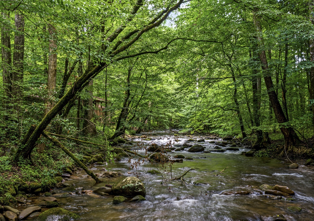 A serene forest setting surrounds a gentle creek with moss-covered rocks and lush canopy, offering a peaceful natural escape near the property.