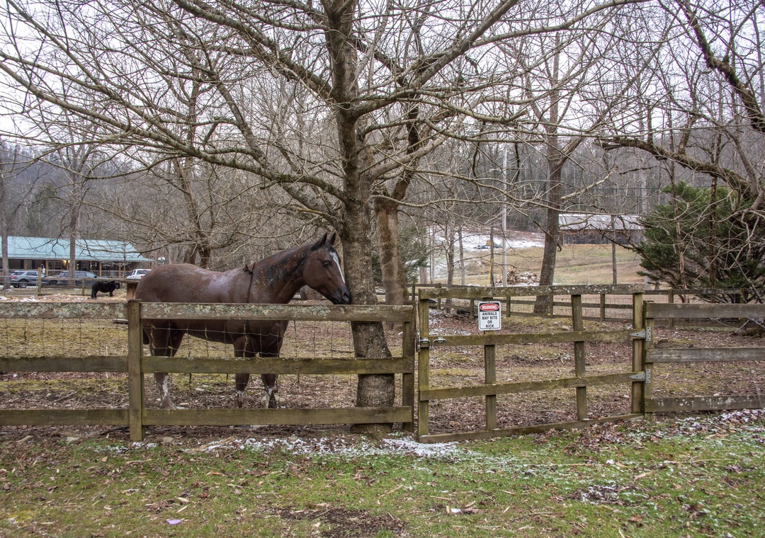 A peaceful horse farm setting with gentle animals grazing behind wooden fencing in the surrounding countryside.