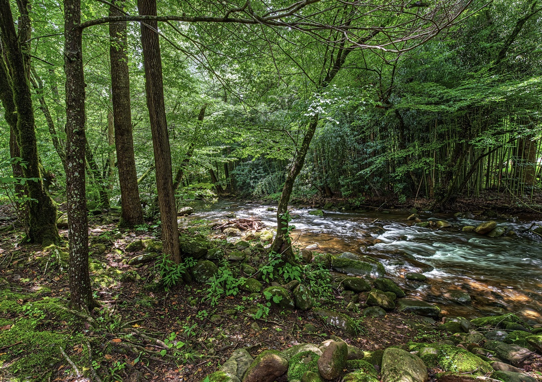 A gentle creek winds through a lush forest near the property, with mossy stones and verdant canopy creating a serene natural setting in the surrounding area.
