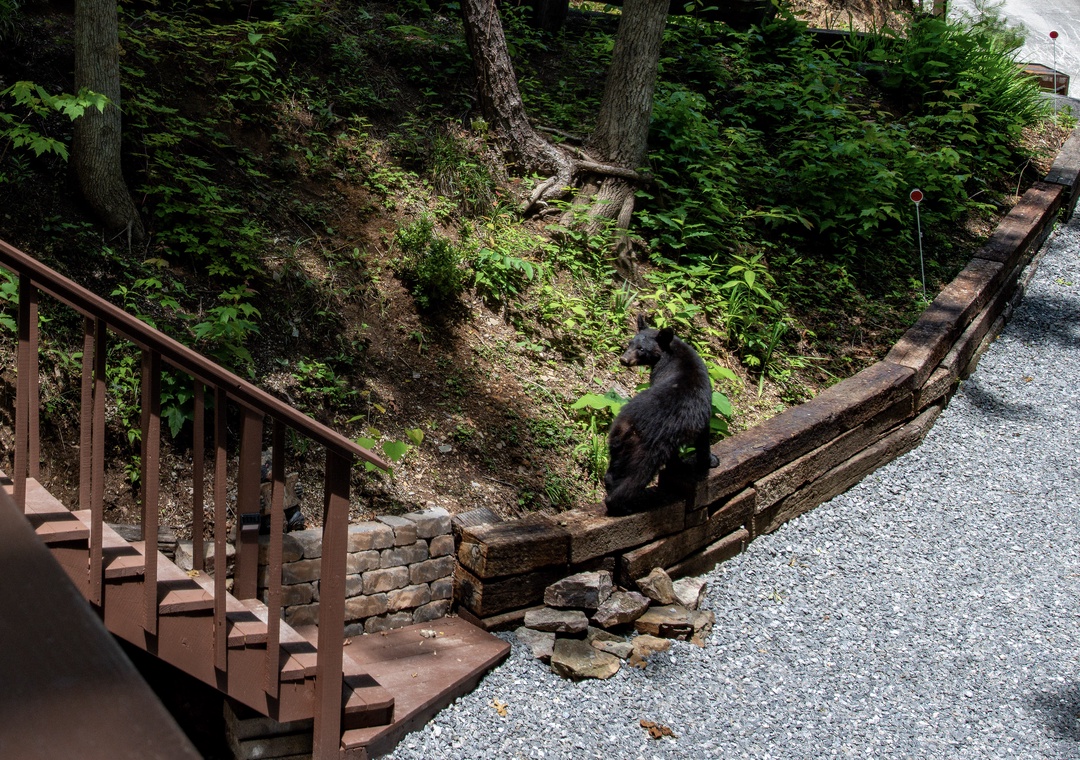 The property is located in a natural wooded setting, with wildlife occasionally passing through the surrounding area.