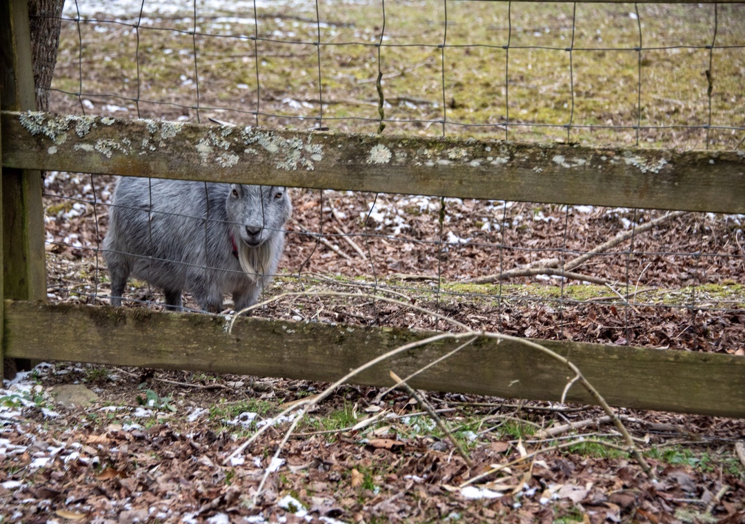 A friendly goat greets visitors from behind wooden fencing in the pastoral countryside surrounding the property.