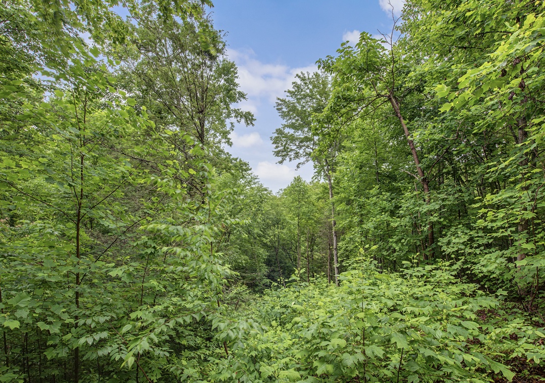 The property is nestled within lush, verdant forest, offering peaceful natural surroundings perfect for a tranquil getaway.