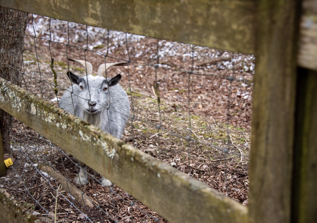 Friendly goats roam the grounds, adding rustic charm to your countryside escape.