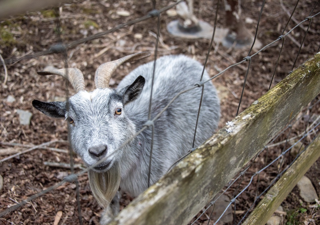 A friendly goat greets visitors through the fence, adding rural charm to the property's natural surroundings.