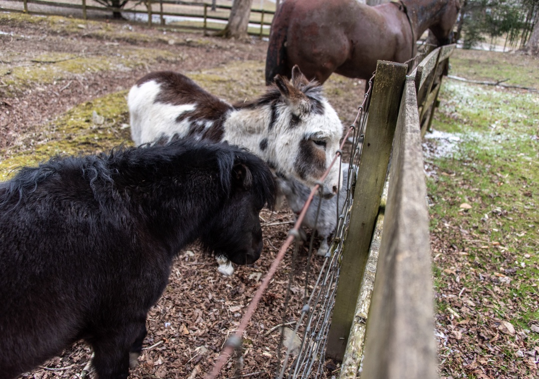 Meet the friendly farm animals during your stay - these gentle donkeys love greeting visitors at the fence.