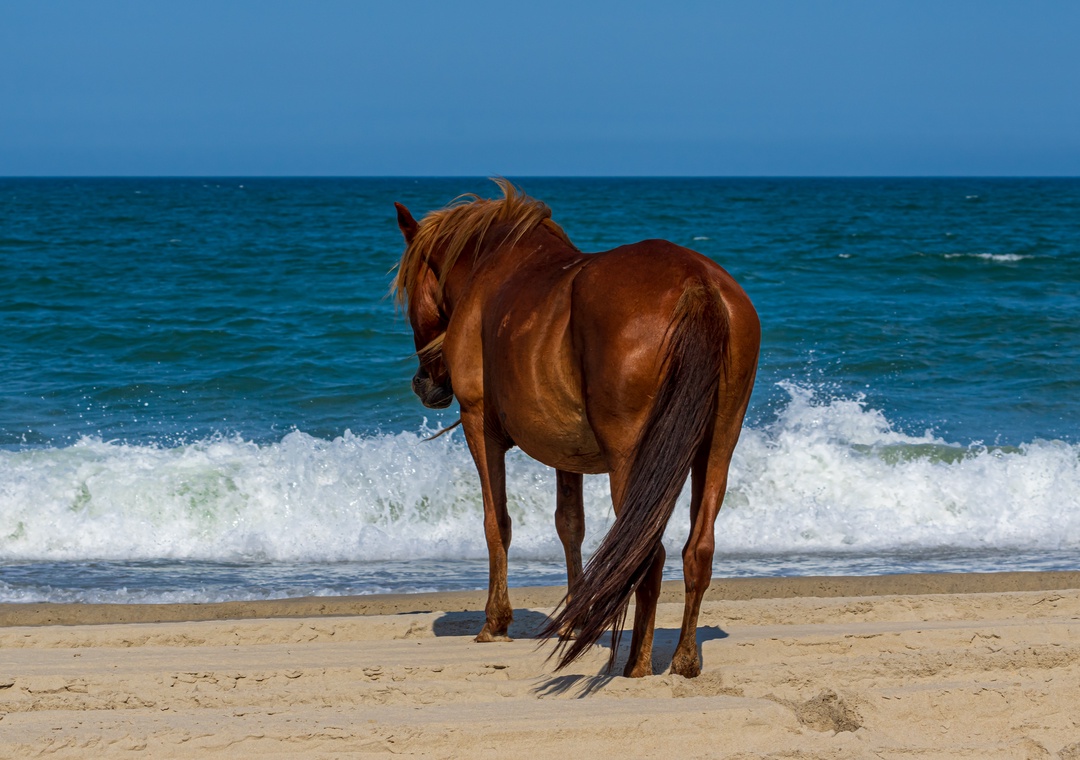 Corolla Horses