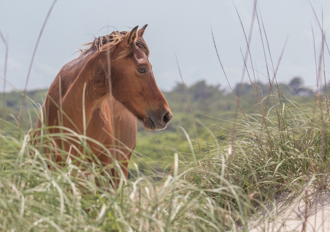 Corolla Horses