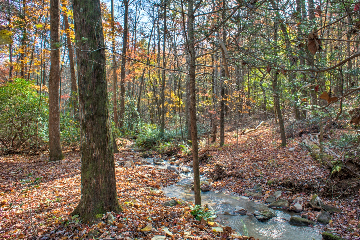 Creek running through Woods Escape