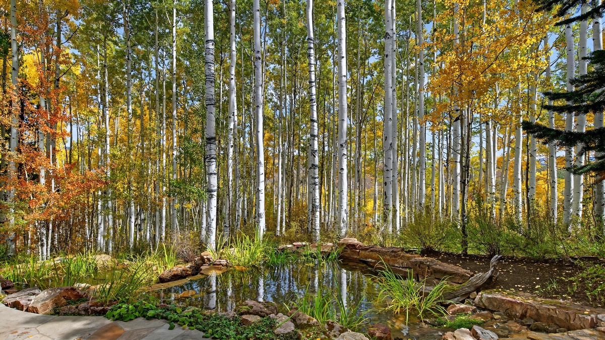 View from the patio with fall colors