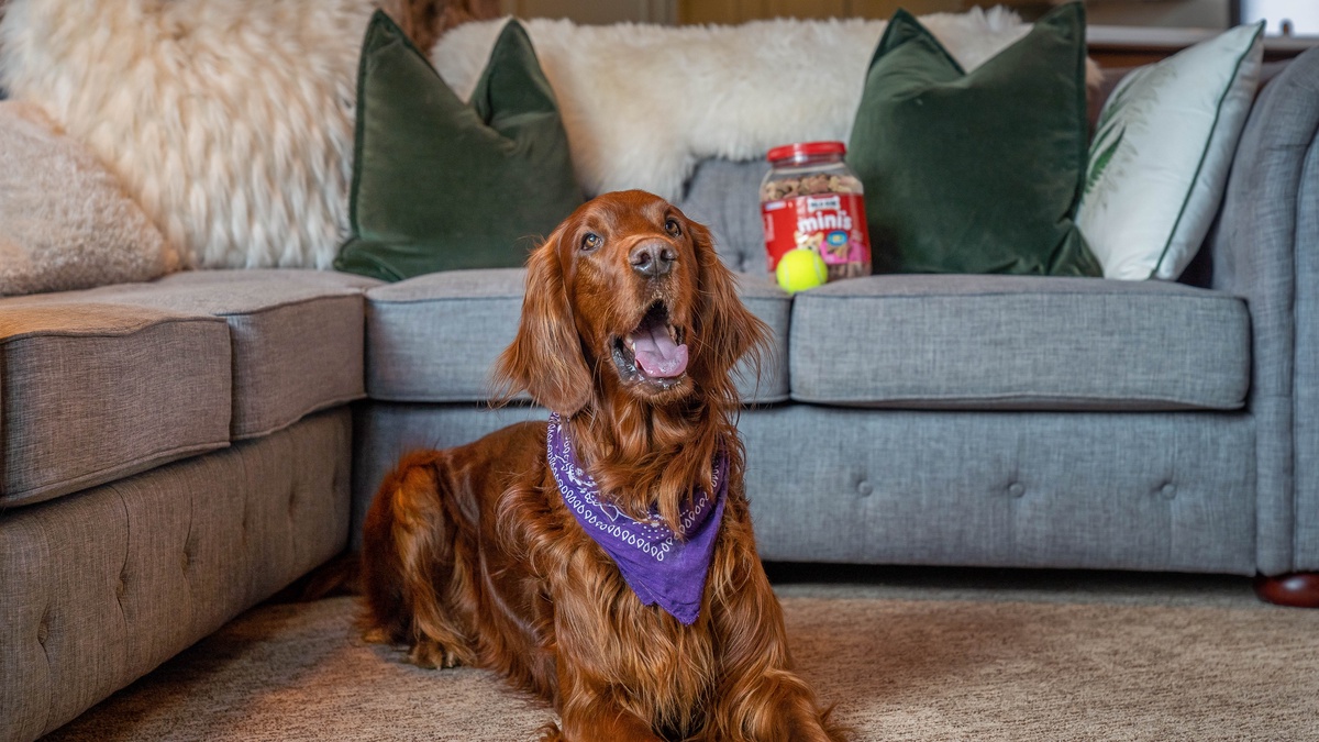 This home is pet-friendly with an additional fee and written approval. Please contact us for details.