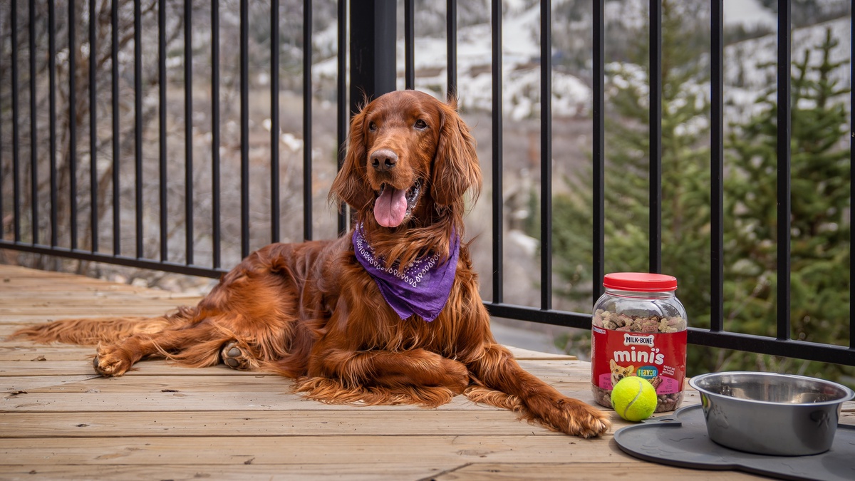 Principal House is pet-friendly, with an additional cleaning fee and written approval. Please contact us for details.