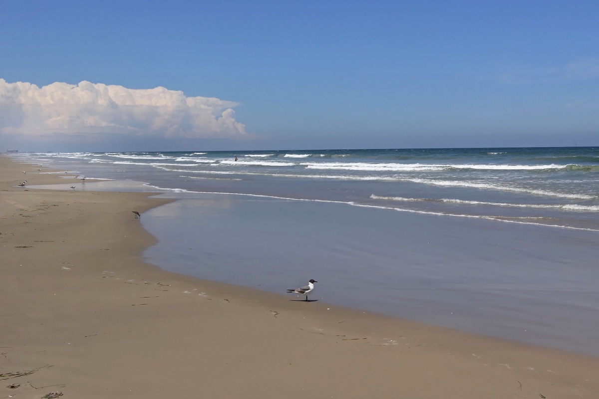 Pristine beach stretches endlessly with gentle waves and seabirds along the shore under dramatic cloudy skies.