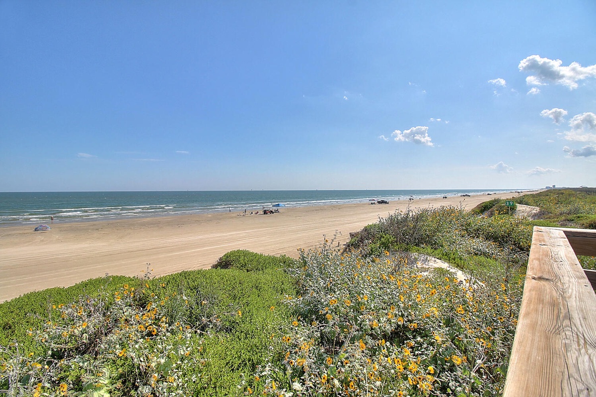 Expansive coastal stretch with wildflower-dotted dunes leading to pristine sandy shores and gentle ocean waves under bright blue skies.