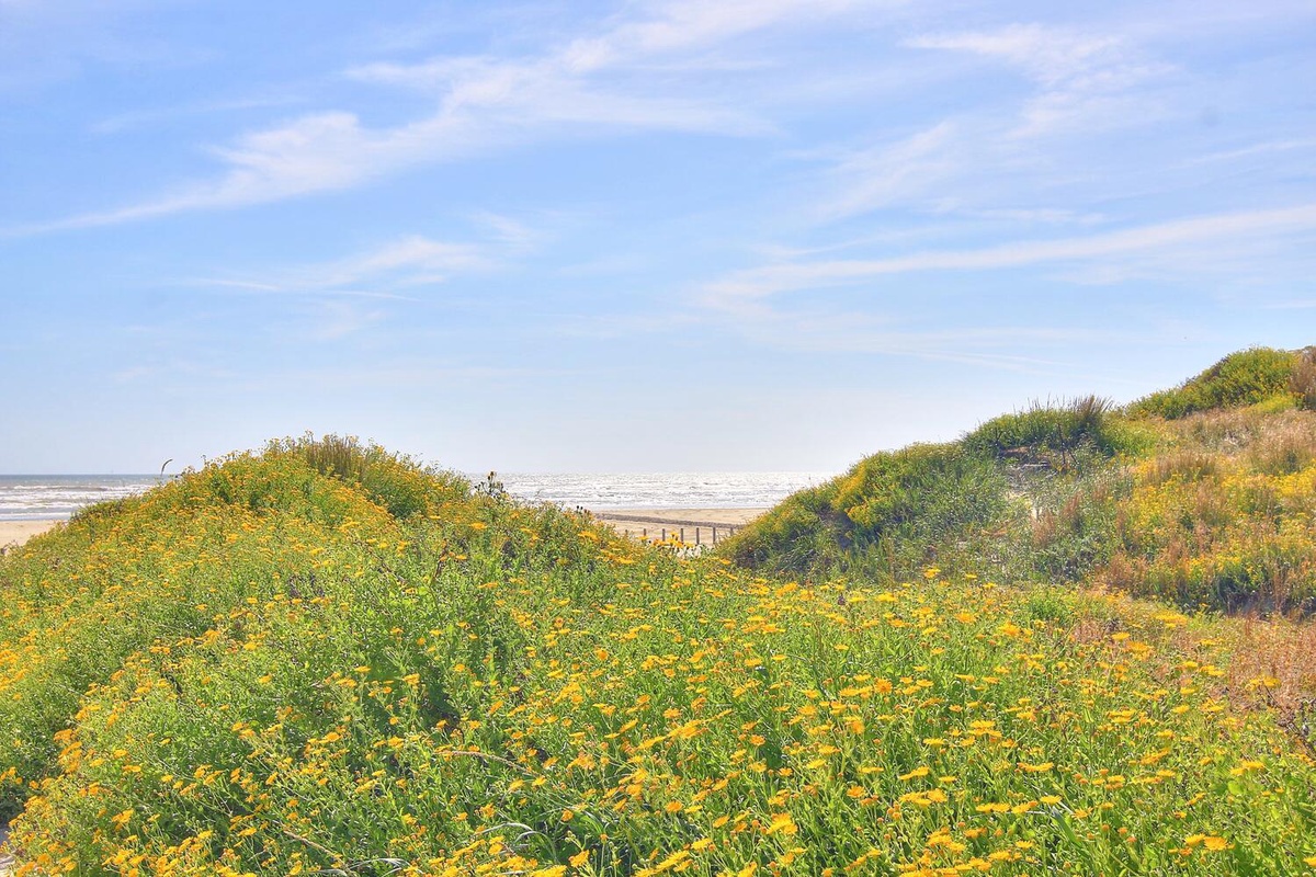 Rolling coastal dunes adorned with vibrant wildflowers create a stunning pathway to pristine sandy shores and endless ocean views.