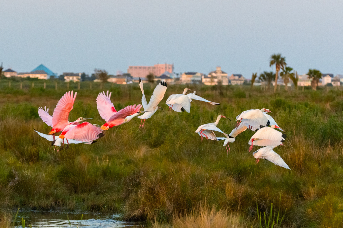 3 - Excellent birding in West End nature preserves
