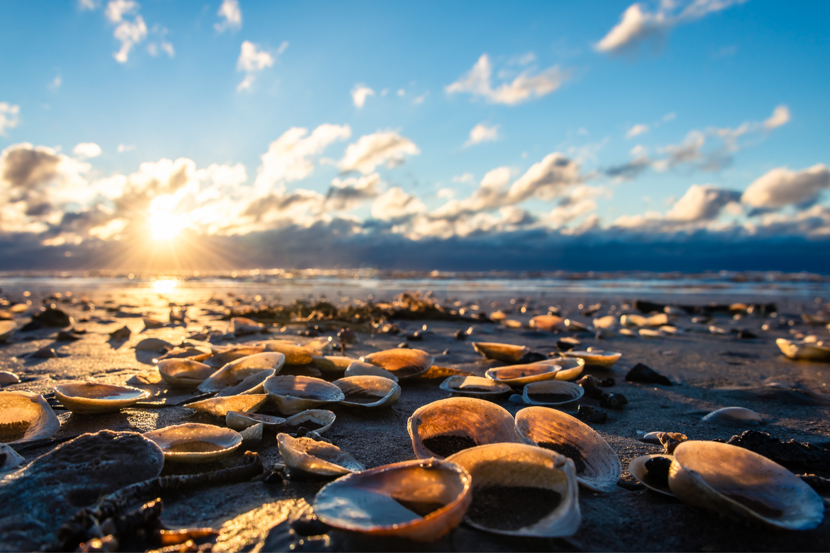 3 - 32 miles of Galveston beaches, perfect for shelling