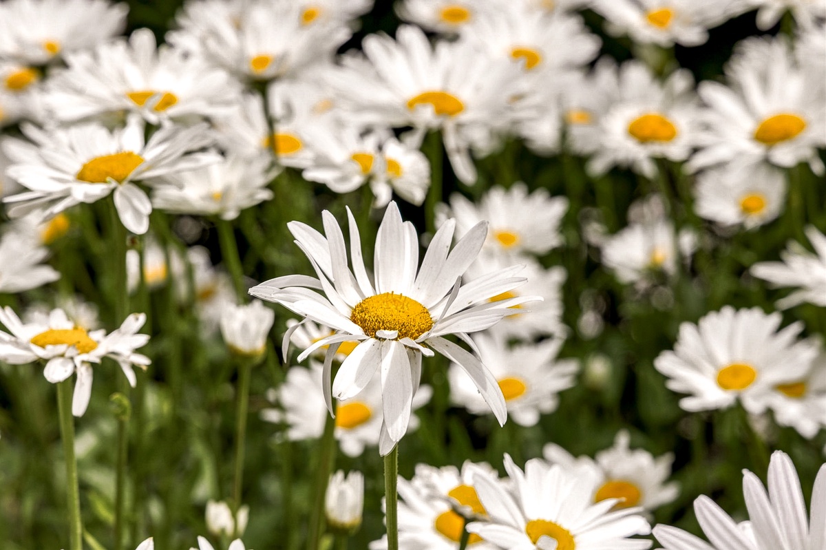 Shasta Daisy garden