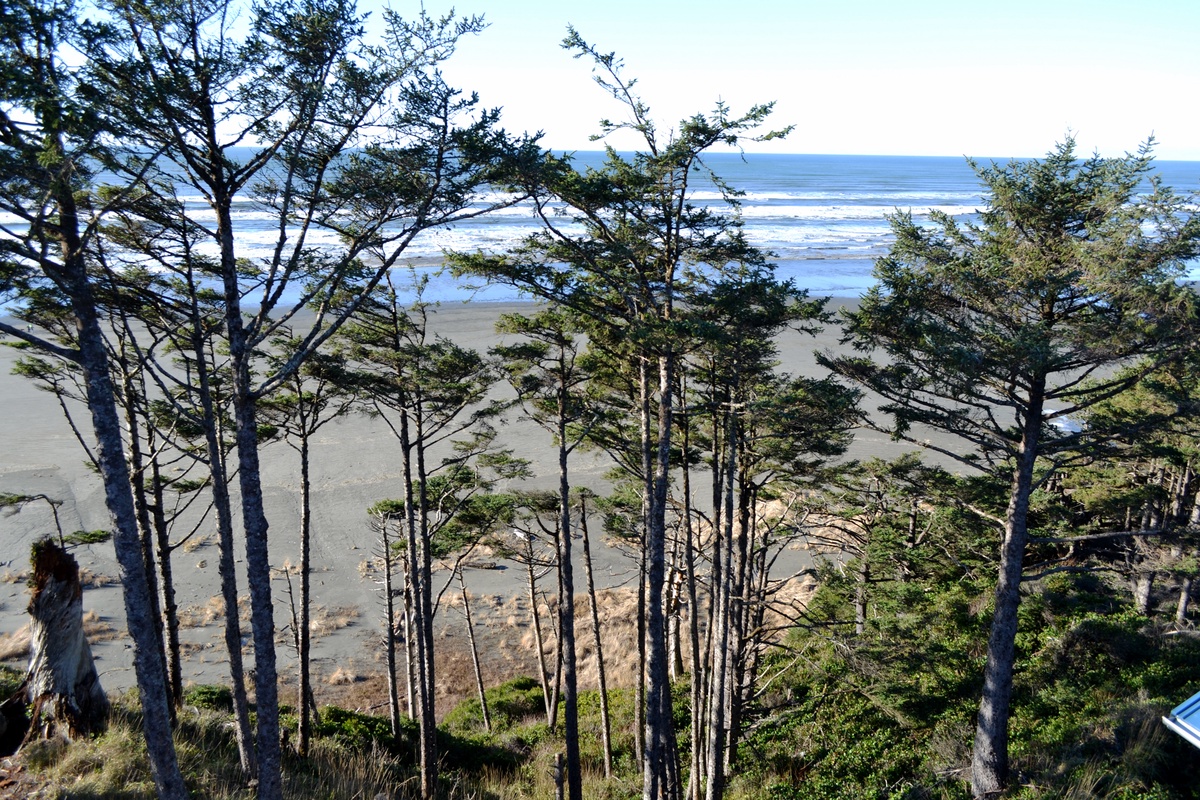 Windswept trees