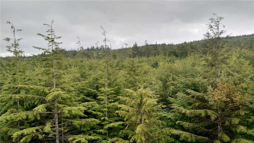 Forest view from the back deck