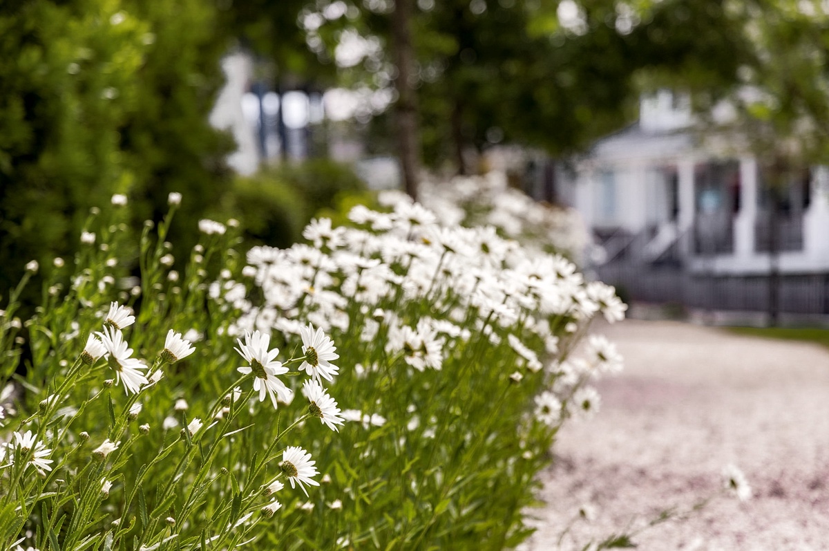 Shasta Daisies