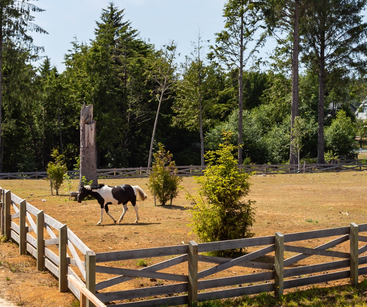  Watch horses graze in the pasture